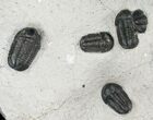 Aesthetic Cluster of Gerastos Trilobites #17377-4